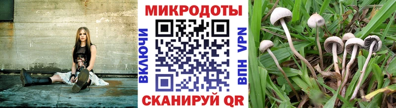 Купить  Балей  Галлюциногенные грибы Psilocybine cubensis 